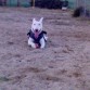 AUQI ESTA CON SU PELOTA,JUGANDO